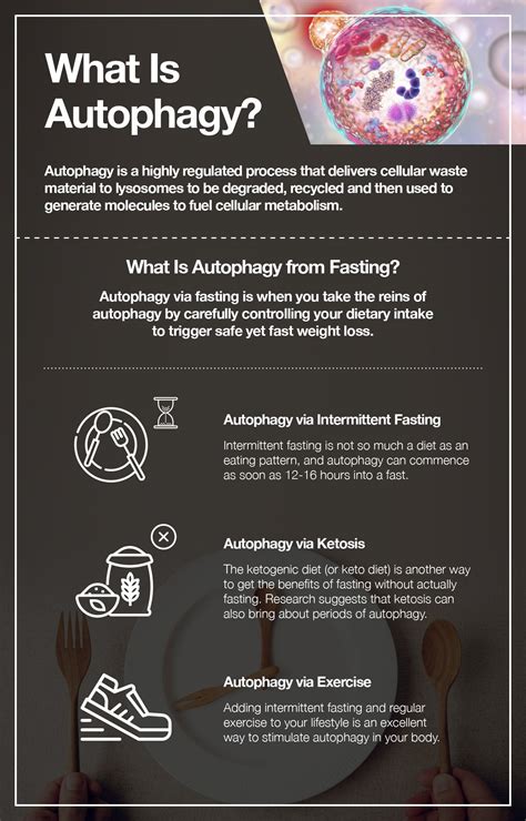 The word "autophagy" is defined as, "self-eating. . Apothogy fasting definition